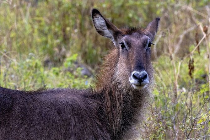 6 Days: Samburu Park, Lake Nakuru Park, Maasai Mara N Reserve - Maasai Mara Game Drive Adventure