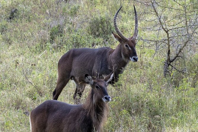 6 Days: Samburu Park, Lake Nakuru Park, Maasai Mara N Reserve - Nairobi Pickup and Departure Details