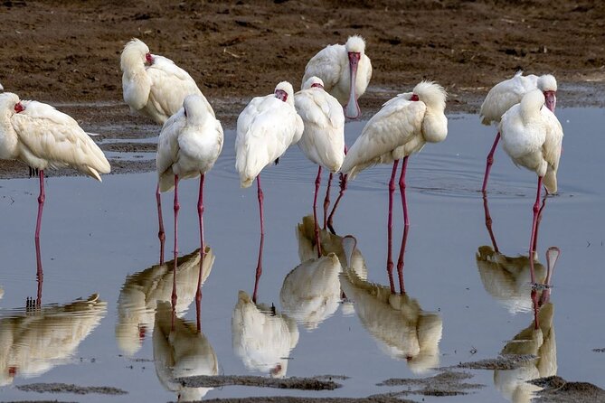 6 Days: Samburu Park, Lake Nakuru Park, Maasai Mara N Reserve - Travel Tips and Recommendations