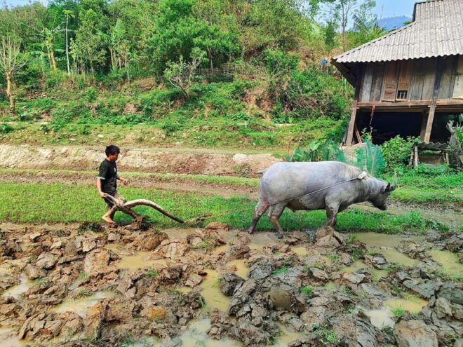 6-Days Sapa Trekking & Ha Giang Loop Motorbike Tour - Transportation and Pickup