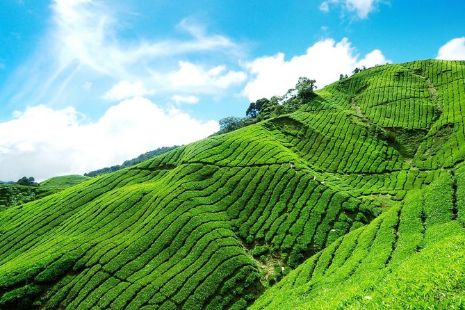 6 Days Sri Lanka Private Heritage Tour - Day 3: Wildlife Safari and Nature Reserves