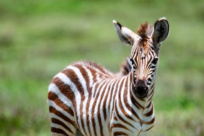 6 Days Tanzania Game Drive Camping Safari - Camping Accommodations and Facilities