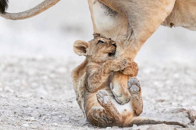 6 Days Tanzania Game Drive Camping Safari - Dining Experience and Meals Included