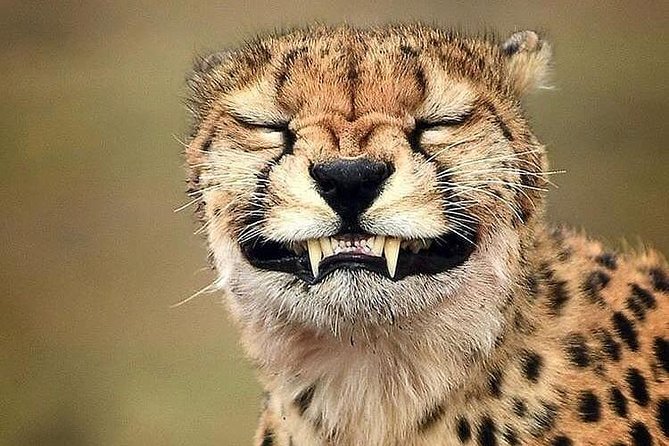 6 Days Tanzania Game Drive Camping Safari - Frequently Asked Questions