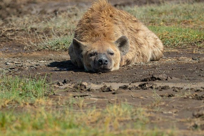 6 Days Tanzania Luxury Safari Tour - Pickup and Drop-off Details