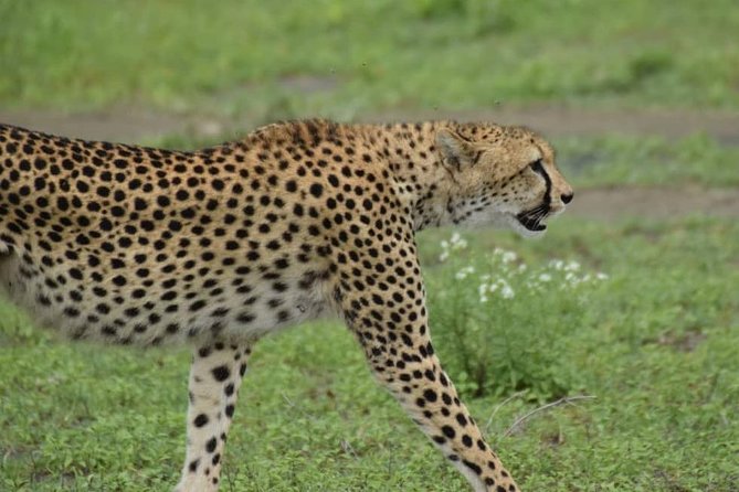 6 Days Tanzania National Parks Safari With Accommodation - Safari Activities