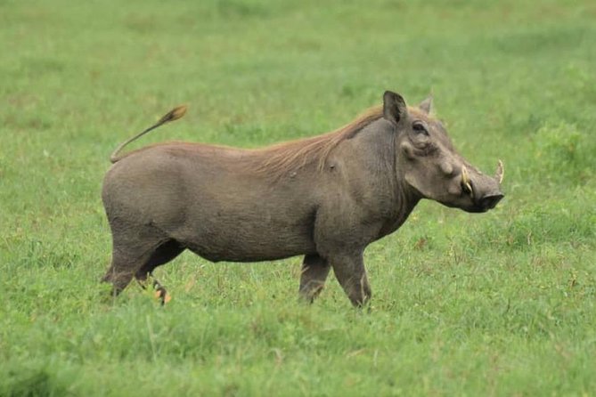 6 Days Tanzania National Parks Safari With Accommodation - Frequently Asked Questions