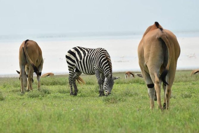 6 Days Tanzania National Parks Safari With Accommodation - The Sum Up