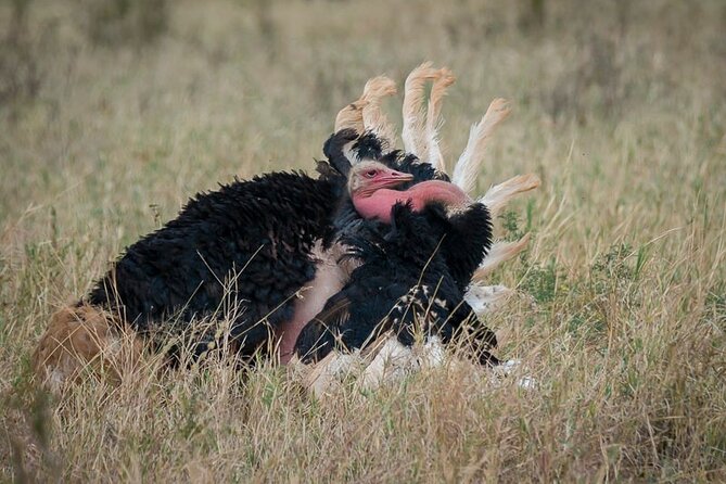 6 Days Tanzania Safari- Lake Manyara, Serengeti, Tarangire and Ngorongoro Crater - Meals Included