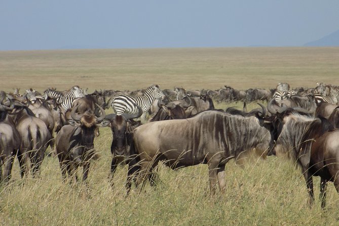 6 Days Tanzania Wildlife Safari Tour - Wildlife Sightings