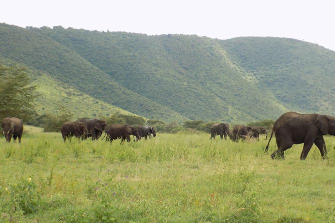 6 Days Tanzania Wildlife Safari Tour - Safari Activities