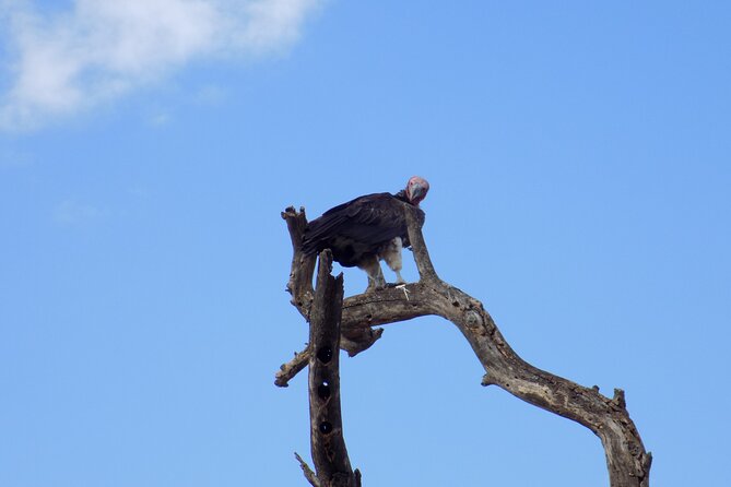 6 Days Tanzania Wildlife Safari Tour - Dining Experiences