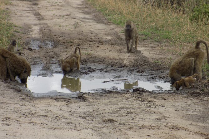 6 Days Tanzania Wildlife Safari Tour - Tips for a Memorable Safari