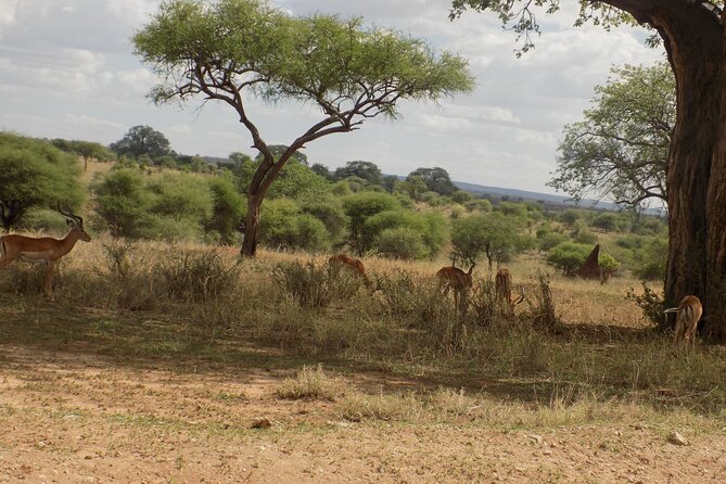 6 Days Tanzania Wildlife Safari Tour - The Sum Up