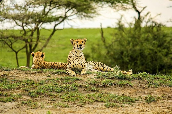 6 Days Tarangire, Lake Manyara, Serengeti & Ngorongoro Crater - Group Join Tour - The Sum Up