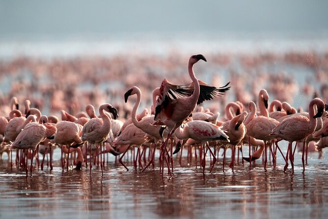 6 Days The Best of Tanzania Safari - Accommodation Options