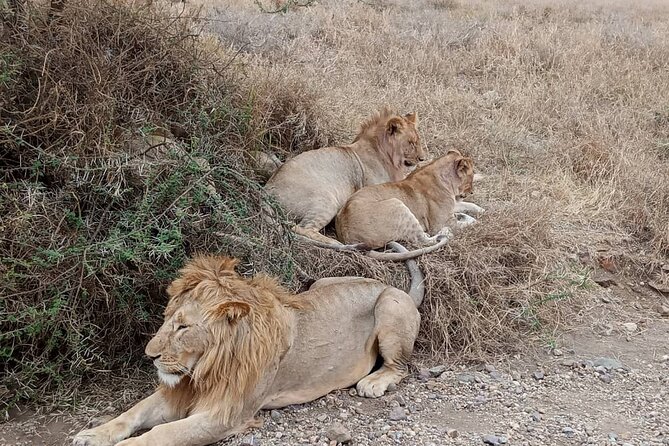 6 Days The Best of Tanzania Safari - Inclusions and Exclusions