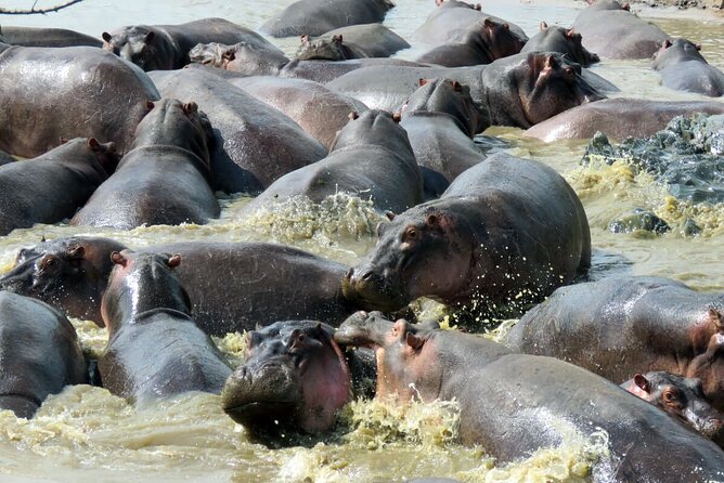 6 Days The Best of Tanzania Safari - Meeting Point Information