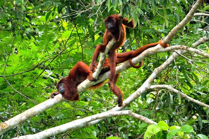 6 Days Tour in Manu National Park / Cusco - Puerto Maldonado - Wildlife Encounters