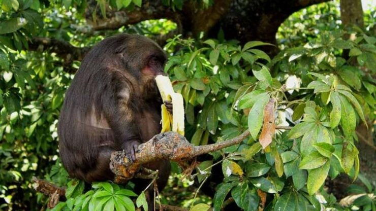 6 Days Tour to the Tambopata Highlands Sandoval Lake - Tour Duration and Logistics