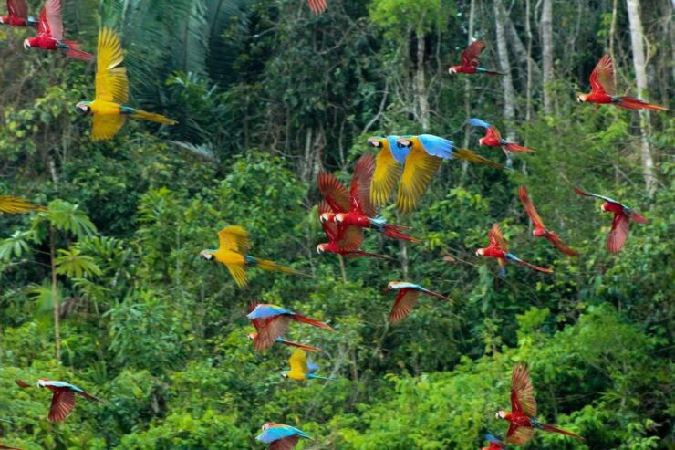 6 Days Tour to the Tambopata Highlands Sandoval Lake - Experience and Highlights