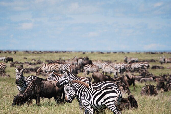 6 Days Uganda and Tanzania Safari (Serengeti and Bwindi) - Customer Reviews
