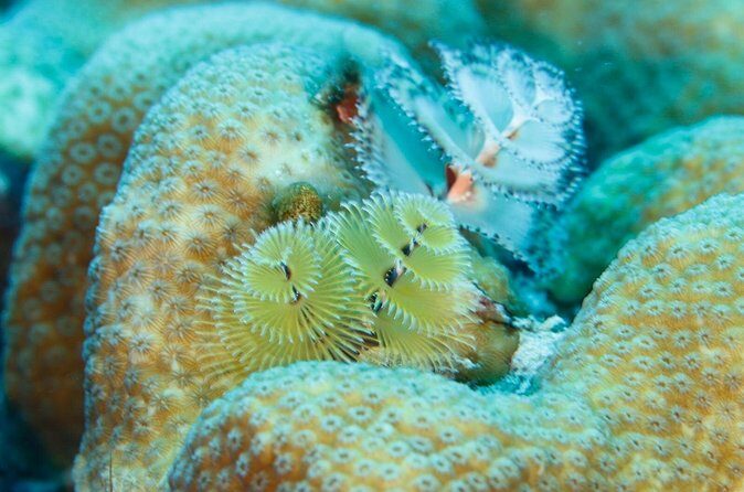 6 days Unlimited Diving Air and Nitrox package - Final Thoughts: Does It Offer Good Value?