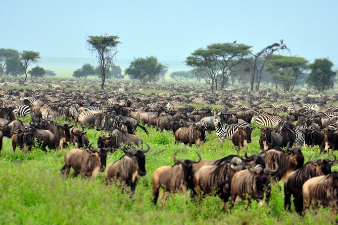 6 Days Wildebeest Migration Safaris - Wildlife Sightings