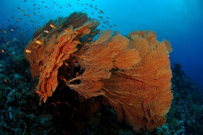 6 Dive Package at Ras Mohamed and Tiran Strait - Inclusions in the Package
