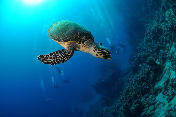 6 Dive Package at Ras Mohamed and Tiran Strait - Meeting and Pickup Details