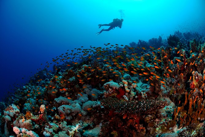 6 Dive Package at Ras Mohamed and Tiran Strait - Reviews of the Package