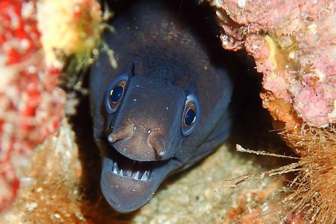 6 Diving Sites Scuba Diving Package in Gran Canaria - Inclusions in the Package