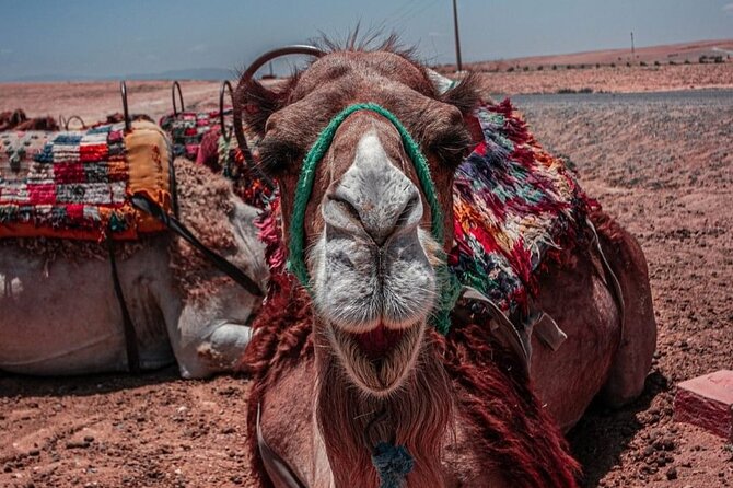 6 Hour Agafay Desert Sunset Tour With Camel Ride and Dinner - Exceptional Experience and Value