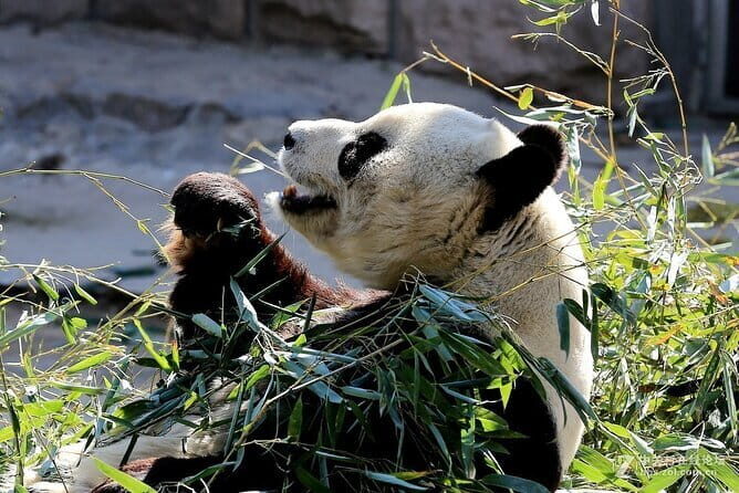 6-Hour Beijing Modern Architectures Private Tour - Practical Tips for Your Modern Architecture Tour