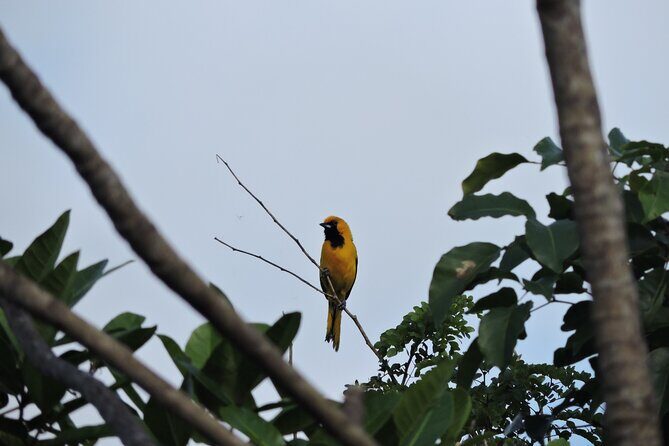 6-Hour Birdwatching Ruta de los Cenotes Playa del Carmen - Why This Tour Stands Out