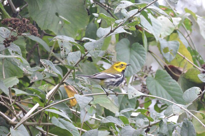 6-Hour Birdwatching Ruta de los Cenotes Playa del Carmen - Frequently Asked Questions