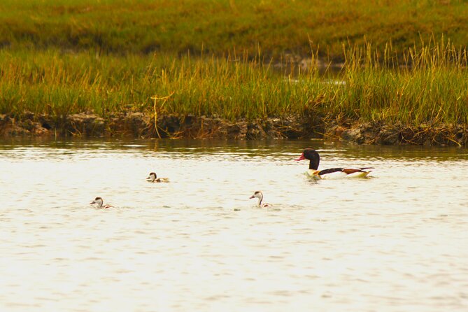 6 Hour Boat Tour Navegating Through the Islands of Ria Formosa National Park - Whats Included