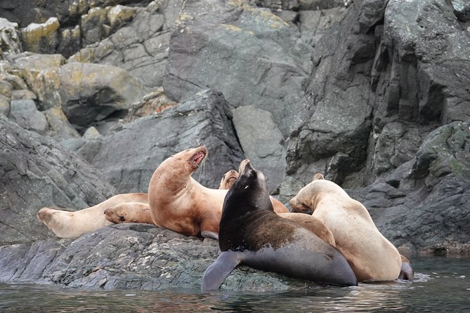 6 Hour Covered Boat Whale Watching Tour - Wildlife and Sightseeing
