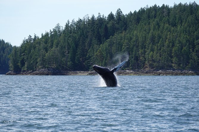 6 Hour Covered Boat Whale Watching Tour - Experience