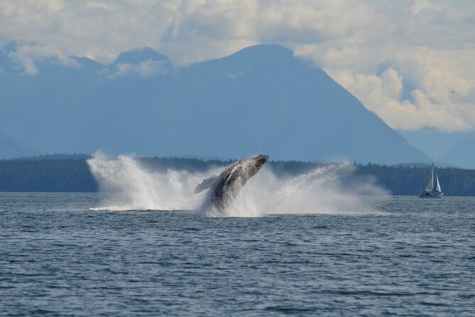 6 Hour Covered Boat Whale Watching Tour - Additional Information