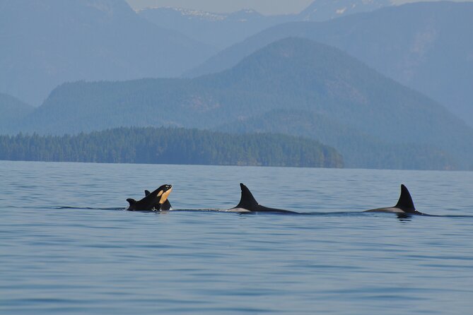 6 Hour Covered Boat Whale Watching Tour - Cancellation Policy