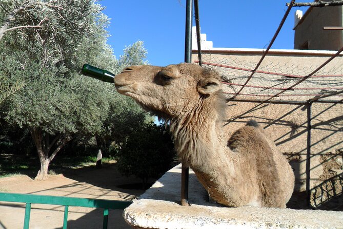 6-Hour Desert of Agafay Guided Tour With Dinner Show in Marrakech - Cancellation Policy