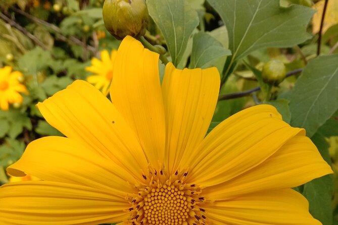 6-Hour Doi Pui Summit Hike in Doi Suthep National Park From Chiang Mai - The Sum Up