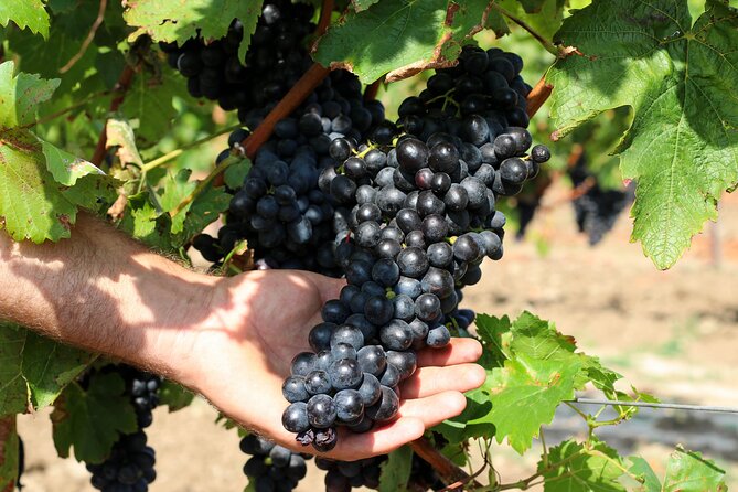 6 Hour Istrian Wineries Tour in Croatia - Booking Details