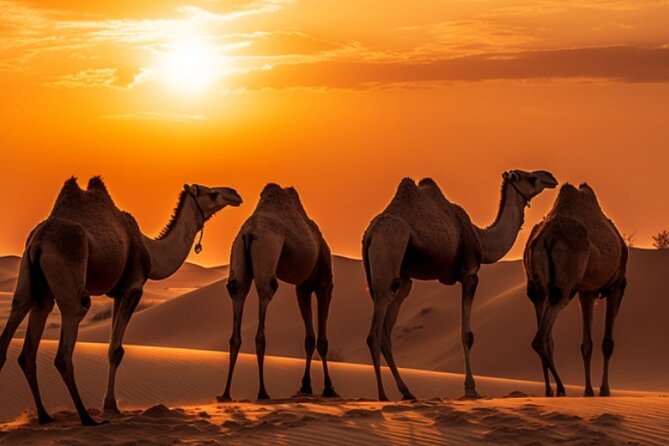 6-Hour Luxury Evening Dubai Desert Safari - BBQ Dinner Live Shows - The Sum Up
