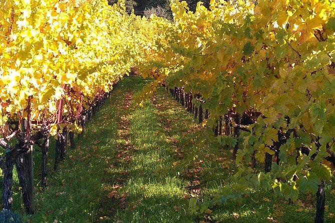 6 Hour Napa or Sonoma Valley Wine Tour by Private SUV - Who Will Love This Tour?