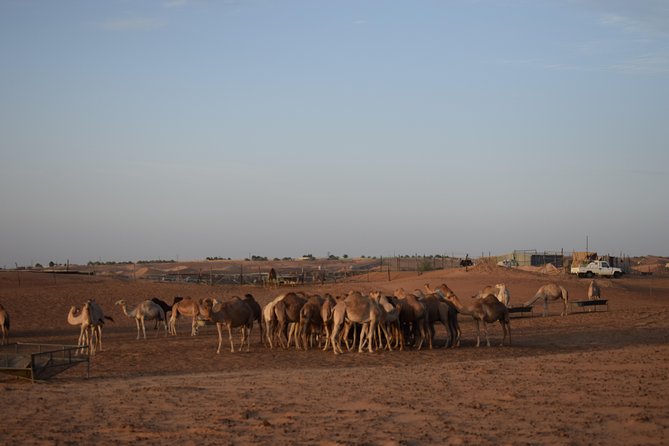 6 Hour Private Evening Desert Safari With BBQ Dinner - The Sum Up