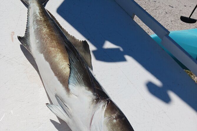 6 Hour Private Fishing Tour in Sarasota with Master Captain Bill - Final Thoughts