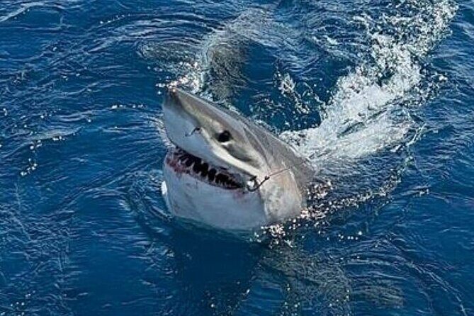 6-Hour Private Sportfishing Charter in Fort Lauderdale - Pricing and Value: Is It Worth It?