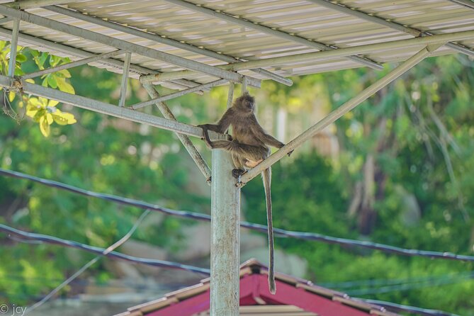 6-Hour Private Tour to Kuala Selangor Fireflies and Blue Tear - Additional Fees